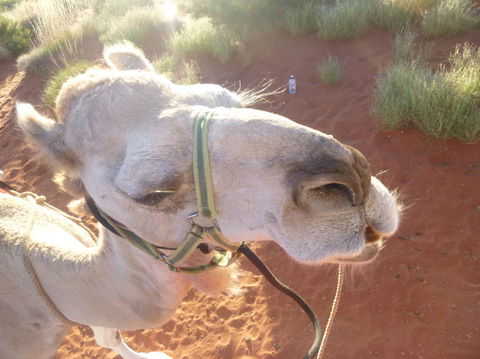 Uluru Small-Group Tour By Camel At Sunrise Or Sunset - Tourism Canberra 10