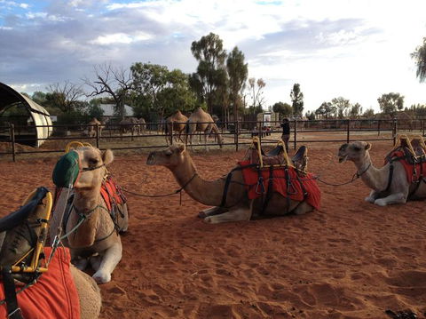 Uluru Small-Group Tour By Camel At Sunrise Or Sunset - Tourism Canberra 24