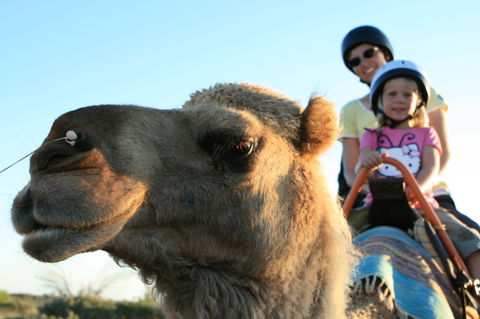 Uluru Small-Group Tour By Camel At Sunrise Or Sunset - Tourism Canberra 3