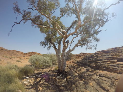 Kings Canyon Day Trip From Ayers Rock - Tourism Canberra 3
