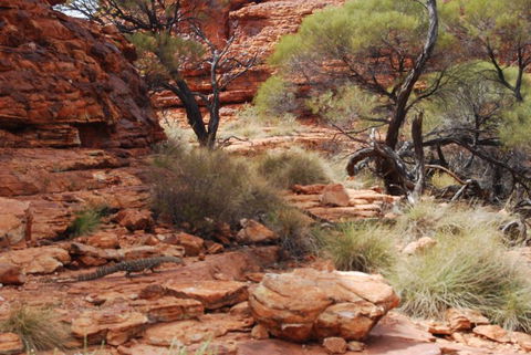 Kings Canyon Day Trip From Ayers Rock - Tourism Canberra 24