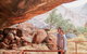 Uluru Sunrise And Guided Base Walk - thumb 1