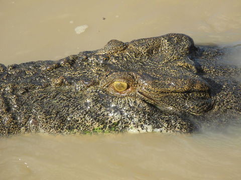 Darwin Jumping Crocodiles Cruise On Adelaide River - Tourism Canberra 4