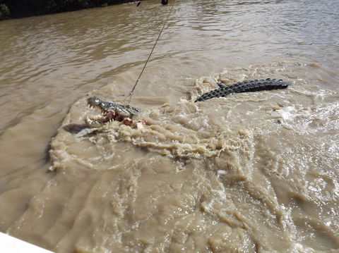 Darwin Jumping Crocodiles Cruise On Adelaide River - Tourism Canberra 8