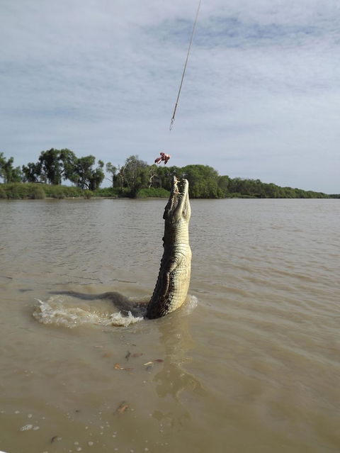 Darwin Jumping Crocodiles Cruise On Adelaide River - Tourism Canberra 2