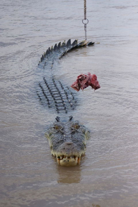 Darwin Jumping Crocodiles Cruise On Adelaide River - Tourism Canberra 7