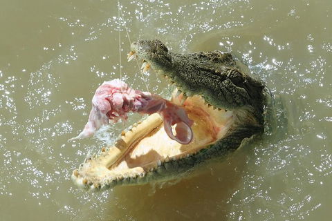 Darwin Jumping Crocodiles Cruise On Adelaide River - Tourism Canberra 0