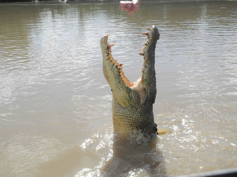 Darwin Jumping Crocodiles Cruise On Adelaide River - Tourism Canberra 5