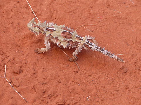 Alice Springs Highlights Half-Day Tour - Tourism Canberra 5