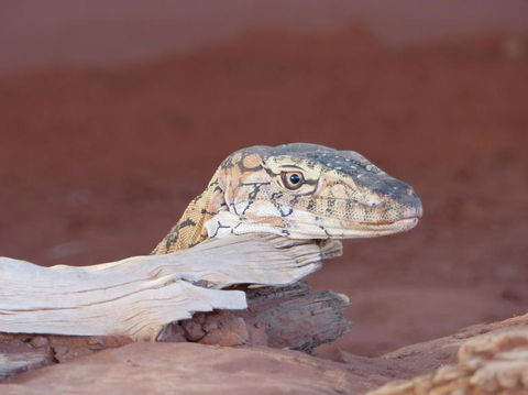 Alice Springs Highlights Half-Day Tour - Tourism Canberra 6