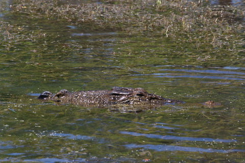 Kakadu, Nourlangie And Yellow Waters Tour From Darwin - Tourism Canberra 16