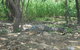 Kakadu, Nourlangie And Yellow Waters Tour From Darwin - thumb 21