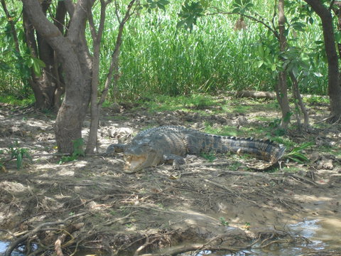 Kakadu, Nourlangie And Yellow Waters Tour From Darwin - Tourism Canberra 21
