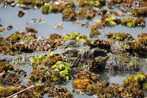 Kakadu, Nourlangie And Yellow Waters Tour From Darwin - Tourism Canberra 17