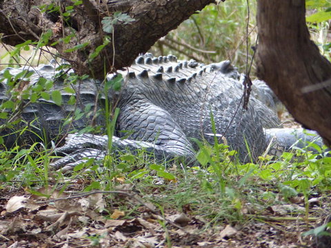 Kakadu, Nourlangie And Yellow Waters Tour From Darwin - Tourism Canberra 13