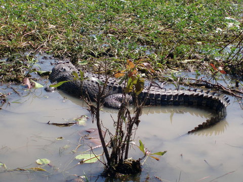 Kakadu, Nourlangie And Yellow Waters Tour From Darwin - Tourism Canberra 19
