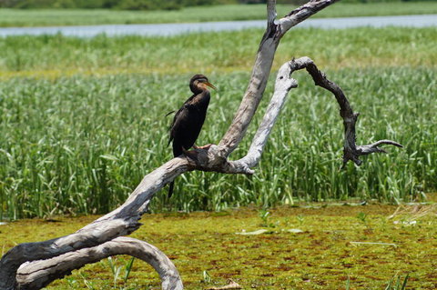 Kakadu, Nourlangie And Yellow Waters Tour From Darwin - Tourism Canberra 2
