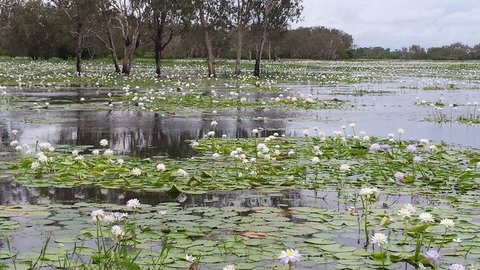 Kakadu, Nourlangie And Yellow Waters Tour From Darwin - Tourism Canberra 12