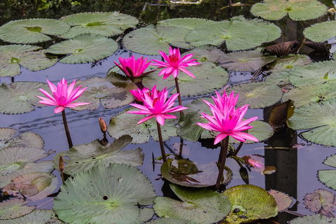 Kakadu, Nourlangie And Yellow Waters Tour From Darwin - Tourism Canberra 37
