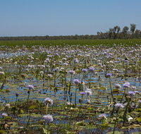 230pm Safari Cruise 1.5 Hours - Tourism Canberra
