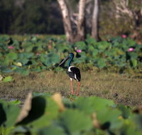 430pm Safari Cruise 1.5 Hours - Tourism Canberra