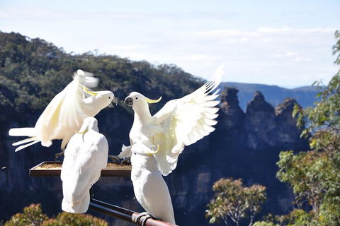 All-Inclusive Blue Mountains Tour In A Luxury Mercedes Sprinter - Tourism Canberra 4