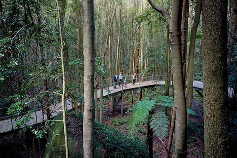 All-Inclusive Blue Mountains Tour In A Luxury Mercedes Sprinter - Tourism Canberra 13