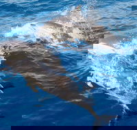 Port Stephens Day Tour From Sydney Including 4WD Sandboarding and Dolphins - Tourism Canberra