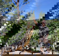 Private Shoalhaven Zoo Experience from Sydney - Tourism Canberra