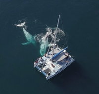 Coffs Harbour Whale Watch Experience - Tourism Canberra