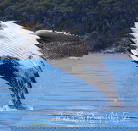 Whale Watching Jervis Bay - Tourism Canberra