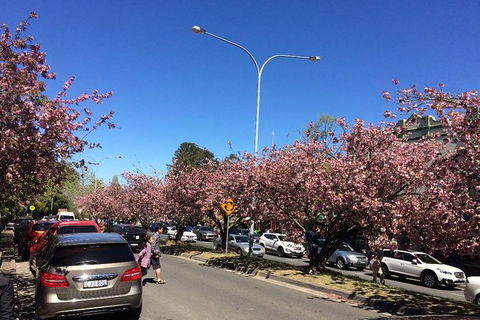 All-Day Blue Mountains Private Tour With Professional Guide For Up To 4 People - Tourism Canberra 16