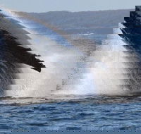 Jervis Bay Whale Watching Tour - Tourism Canberra