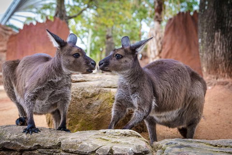 WILD LIFE Sydney Entrance Ticket - Tourism Canberra 1