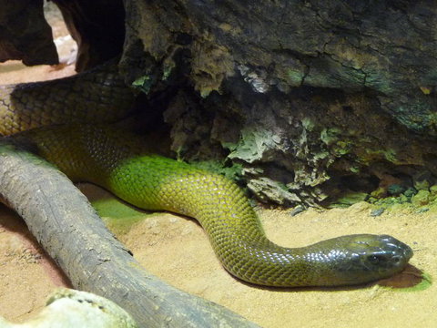WILD LIFE Sydney Entrance Ticket - Tourism Canberra 8