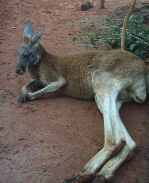 WILD LIFE Sydney Entrance Ticket - Tourism Canberra 13