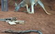 WILD LIFE Sydney Entrance Ticket - thumb 14
