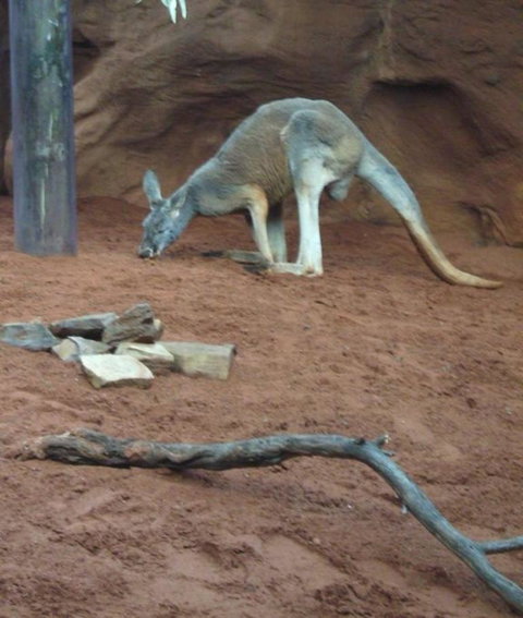 WILD LIFE Sydney Entrance Ticket - Tourism Canberra 14