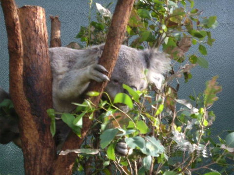 WILD LIFE Sydney Entrance Ticket - Tourism Canberra 16