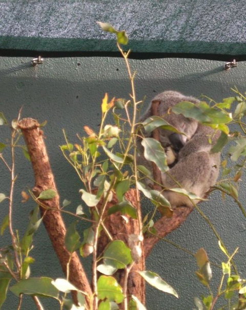 WILD LIFE Sydney Entrance Ticket - Tourism Canberra 15