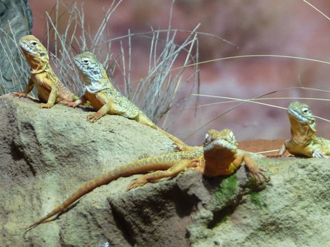 WILD LIFE Sydney Entrance Ticket - Tourism Canberra 7
