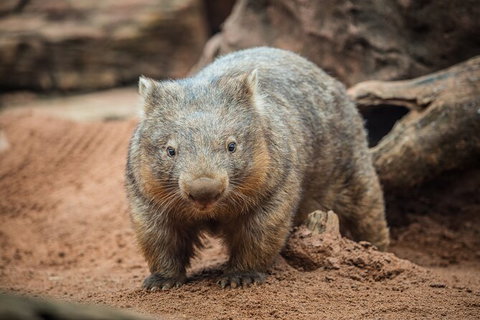 WILD LIFE Sydney Entrance Ticket - Tourism Canberra 20