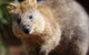 WILD LIFE Sydney Entrance Ticket - thumb 23