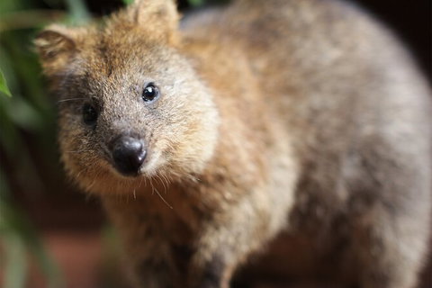 WILD LIFE Sydney Entrance Ticket - Tourism Canberra 23