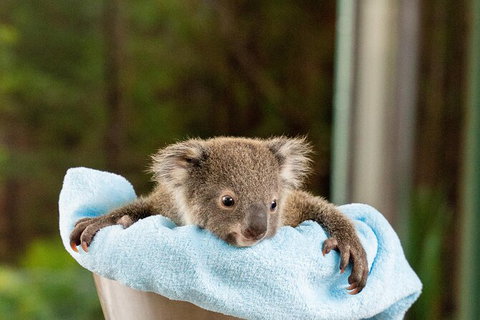 WILD LIFE Sydney Entrance Ticket - Tourism Canberra 25