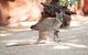 WILD LIFE Sydney Entrance Ticket - thumb 21