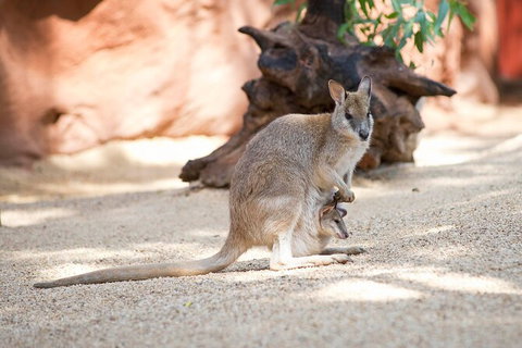 WILD LIFE Sydney Entrance Ticket - Tourism Canberra 21