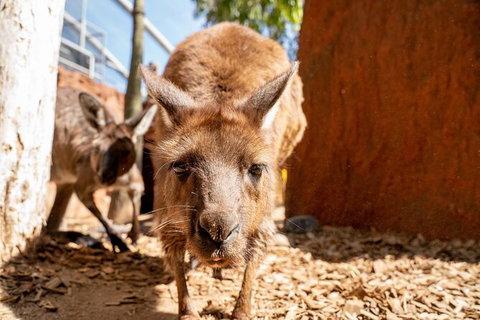WILD LIFE Sydney Entrance Ticket - Tourism Canberra 24