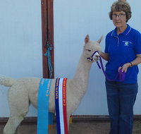 Marchmont Park Alpacas - Tourism Canberra