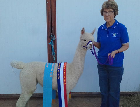 Marchmont Park Alpacas - Tourism Canberra 0